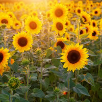 cropped-flower7.jpg