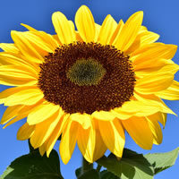 cropped-flower8.jpg